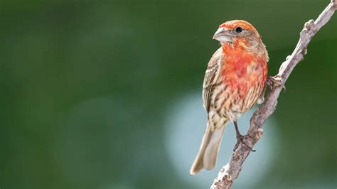Top 20 Backyard Birds In North Carolina Free Picture Id Printable