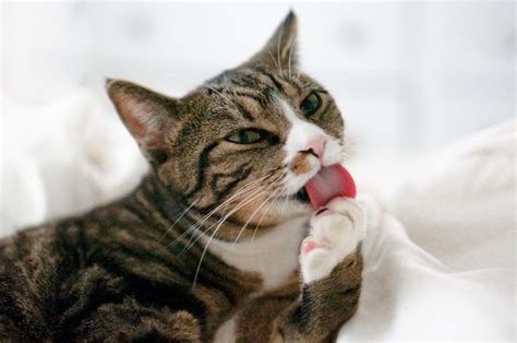 猫 が 顔 を 舐め て くる afrilao com