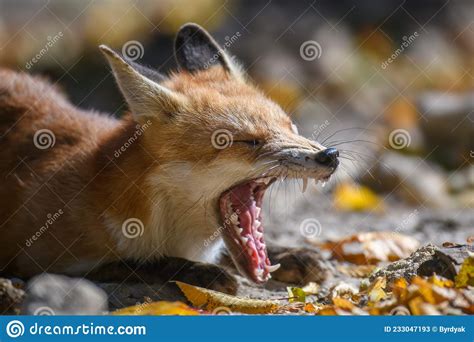 Red Fox Vulpes Vulpes In Forest Close Little Wild Predators In