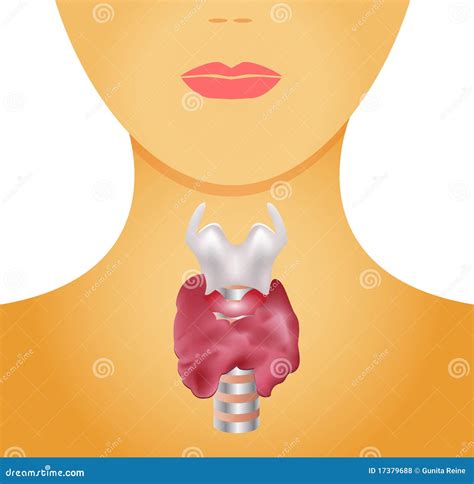 Thyroid Gland Goiter Human Organ Anatomy Of People Icon Outline Black