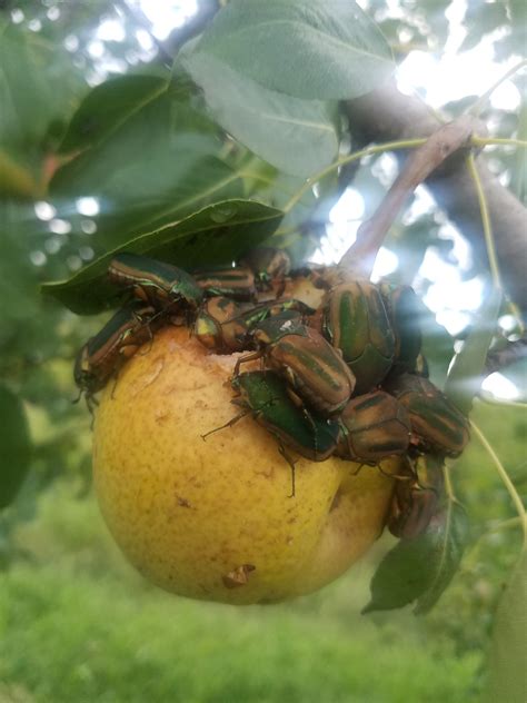 The Ultimate Japanese Beetle Trap General Fruit Growing Growing Fruit