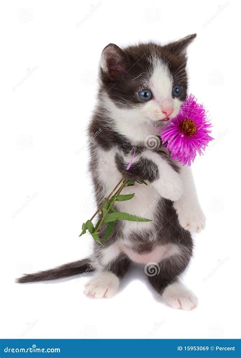 Kitten Hold Flowers Stock Image Image Of Hold Flower 15953069