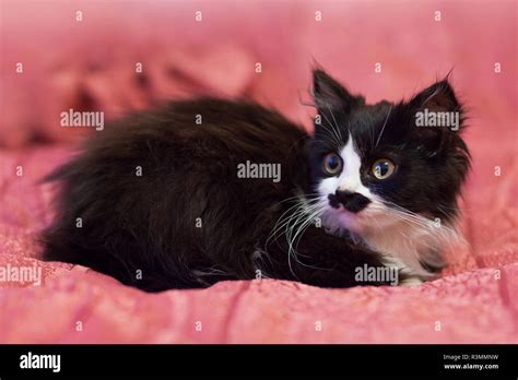Black And White Kitten Sitting On Pink Background Portrait Of An