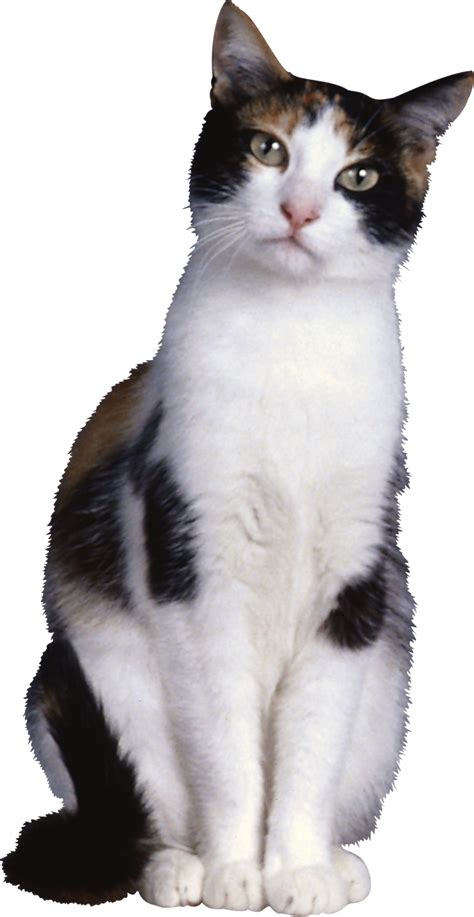 Cat Png Transparent Image Download Size 1447x2800px