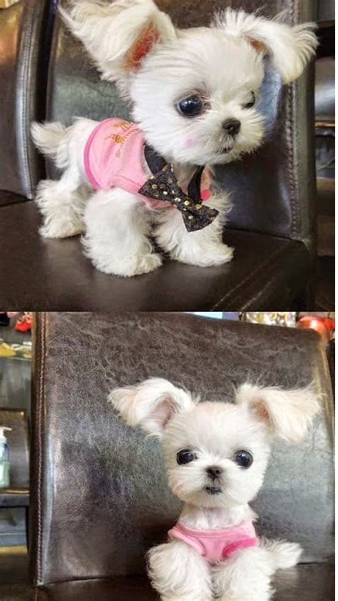 Cutest Think Ever Puppies Pinterest Animal Dog