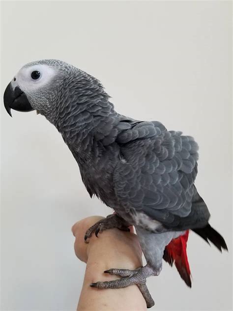 African Grey Parrots For Sale Exotic Pet Birds Inc