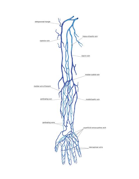 Venous System Of Upper Limb Photograph By Asklepios Medical Atlas