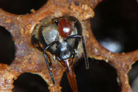 Bee Scientists Force Killer Mites To Self Destruct News The
