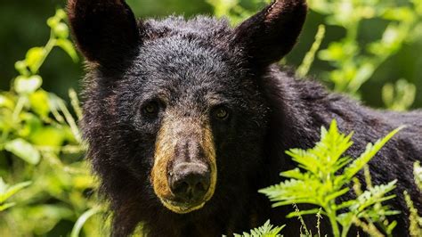 Officials Warn Selfies With Bears Are Dangerous