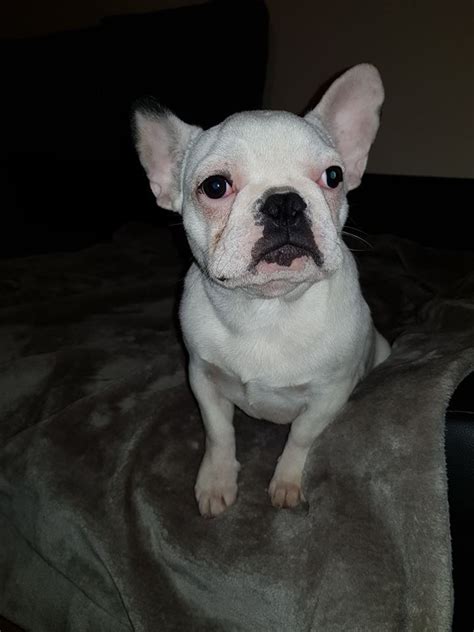 They almost cover the dog's whole body and provide them with better support. French Bulldog Puppies For Sale | New Jersey 17, NJ #290987