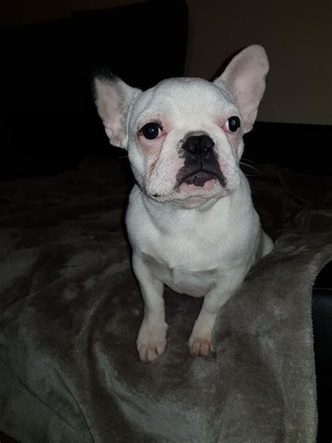 Breeders club is a fully licensed kennel offering:purebred puppiesdesigner hybrid puppiesboarding servicesobedience traininglifetime health warrantiesmicro. French Bulldog Puppies For Sale | New Jersey 17, NJ #290987