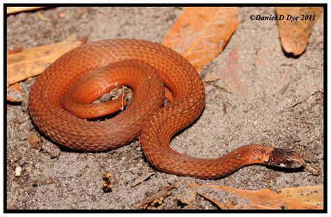 Florida Red Bellied Snake Storeria Occipitomaculata Obscura Photo