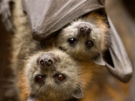 5 Surprising Facts About Bats