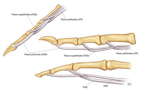 Hand Tendon Anatomy Diagram