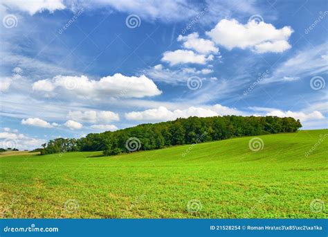 Forest And Blue Sky Stock Photo Image Of Earth Farmland 21528254