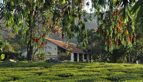Known for its low temperature and snowfall it form the ideal holiday location for many during the summer season. Top 10 Tea Plantation Destinations to Spend a Holiday in India