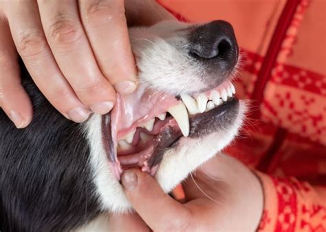 How Many Teeth Do Dogs Have A Closer Look At Their Mouth Top Dog Tips