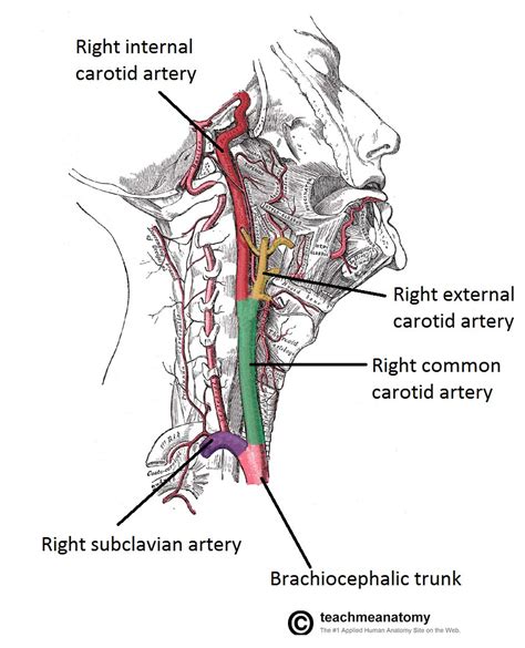 Blood Vessels And Lymphatics Of The Head And Neck Teachmeanatomy