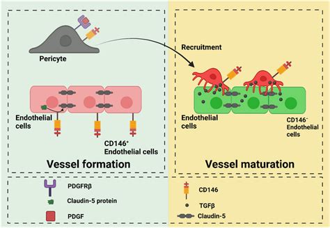 Cd Mediates Becspericytes Interaction In Vessel Development Of Bbb