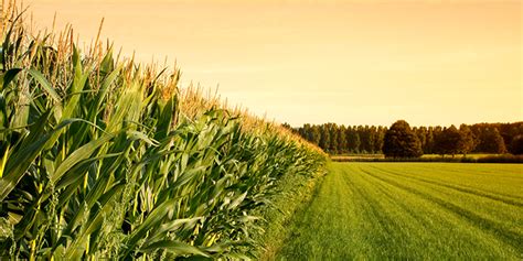 Crop insurance — a policy covering growing crops against loss from the elements, particularly hail; 5 Crop Insurance Myths to Ignore | Farm Bureau Financial Services