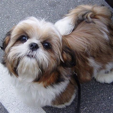 Maybe you would like to learn more about one of these? Is A Shih Tzu Dog The Right Breed For You? | The Pets Dialogue