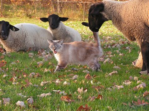 Sheep And Cat Goats Lamb Sheep Animals Animales Animaux Animal