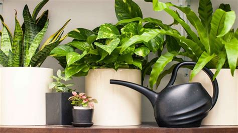 The Sill Founders Share Their Houseplant Caring Tips It Wasnt Long Ago—er Just Last Week—that