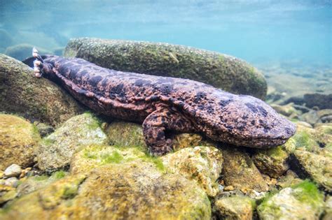 Japanese Giant Salamanders Japan Part 2 Out The Door To Explore