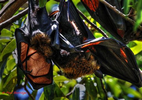 Spectacled Flying Fox Pteropus Conspicillatus A Very Larg Flickr