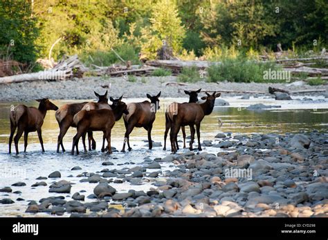 A Herd Of Elk Cross A River In Olympic National Park Washington State