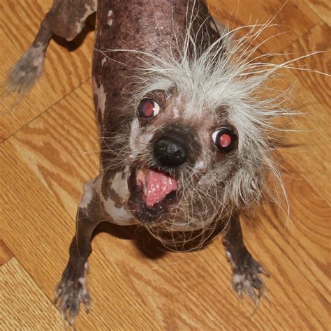 In The Know With Gino Scooter Is The 2023 Worlds Ugliest Dog Hits