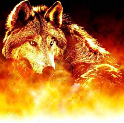Cool Fire Wolf Wallpapers Top Free Cool Fire Wolf Backgrounds Wallpaperaccess