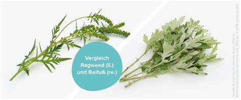 Chlorophyllide a and chlorophyllide b are the biosynthetic precursors of chlorophyll a and chlorophyll b respectively. Ragweed: Die Saison droht mit starker Belastung | CredoWeb
