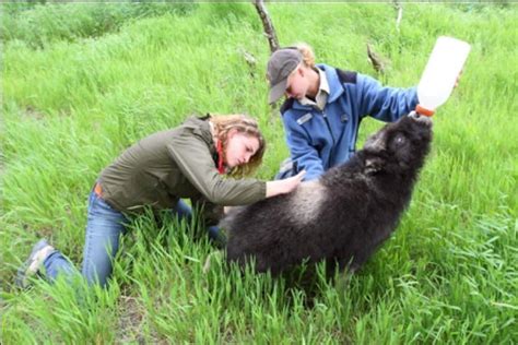 Alaska Wildlife Conservation Center Portage Alaskaorg