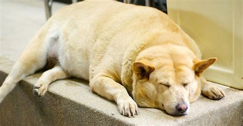 What Is Considered Obese For A Dog