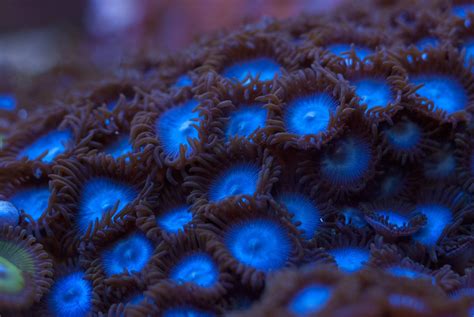 Tubs Blue Zoanthids Saltwater Tank Reef Tank Nano Aquarium