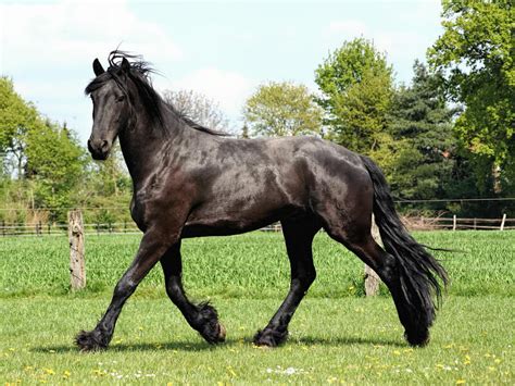 Friese Im Rasseportrait Tieranzeigenat