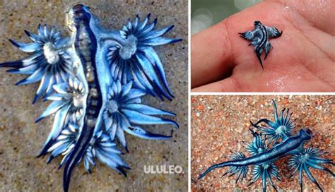 Una Criatura Venenosa Conocida Comodragón Azul Apareció En Playa De Texas