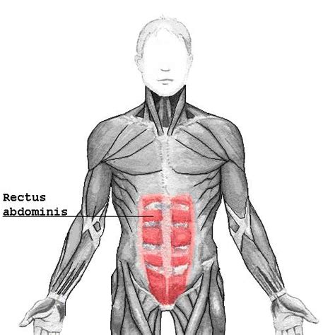 Muscles Of The Abdominal Wall Wikidoc