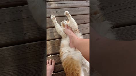 My Cat Just Loves Feet Youtube