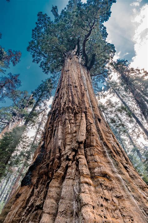 A Giant Among Giants Sequoia National Park California Usa Oc