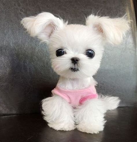 The Cutest Dog In The World According To Instagram Usrs Daily Mail Online