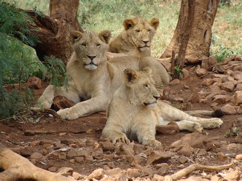 Free Photo Pride Of Lions Animal Photography Mammal Wildlife