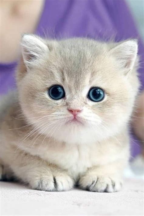 Cute Baby Cat ️🐈😻 In 2021 Cute Kitten Pics Cute Baby Cats Kittens