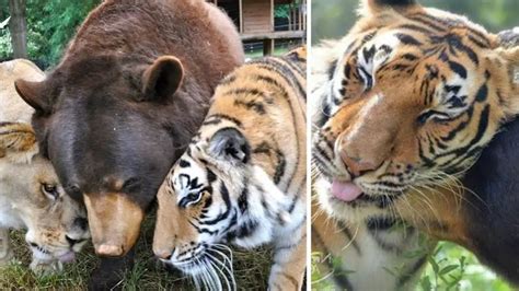 Un Orso Un Leone E Una Tigre Tre Fratelli Che Vivono Insieme Da Pi Di Anni Curiosando