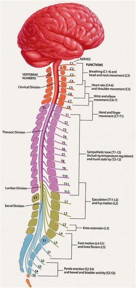 Spinal Column And Associated Nerves Spinal Cord Anatomy Medical Anatomy