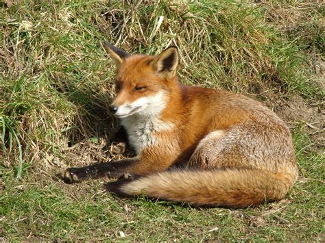 British Red Fox European Red Fox At The British Wildlife Centre 1403