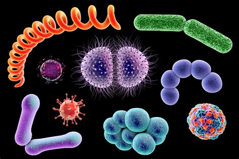Des Bactéries Dau Moins 15 Millions Dannées Dans Nos Intestins Rts