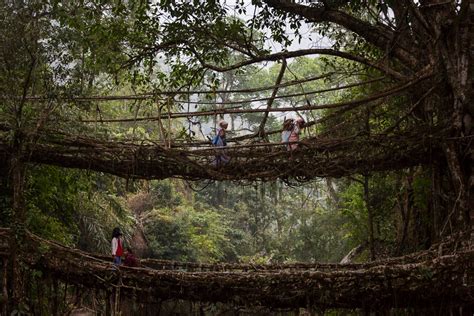 Visiting The Tree Root Bridges Of Meghalaya One Way Ticket To Nepal