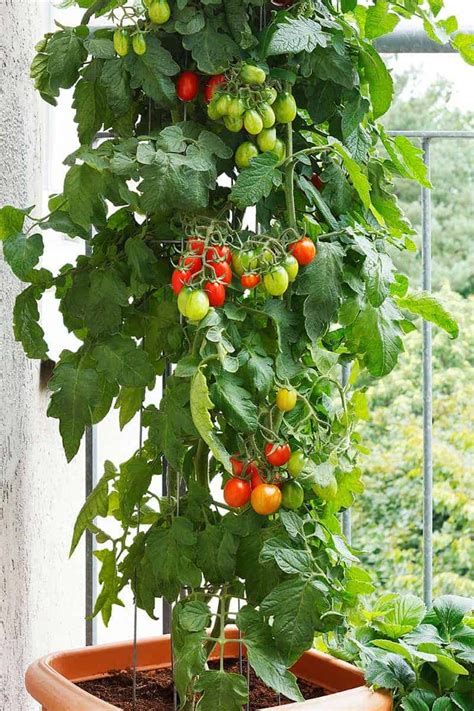 25 Incredible Vegetable Garden Ideas In 2020 Growing Vegetables